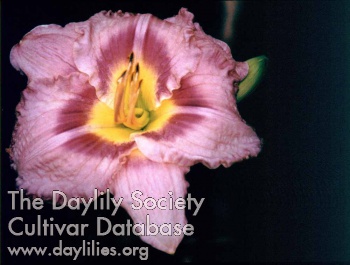 Daylily Bubba's Stopping Place